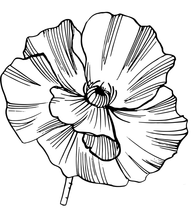 flowus_pattern_1